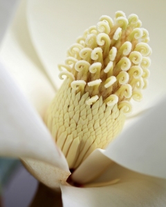 'Magnolia'