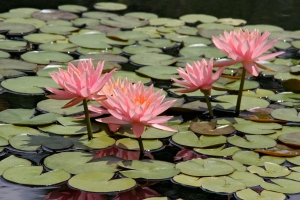 'Water Lillies'